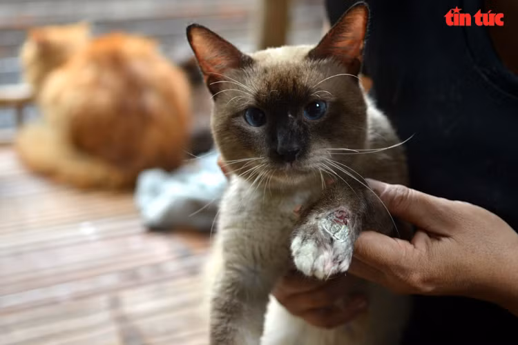 Chú thích ảnh