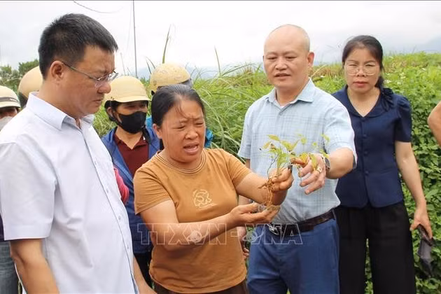 Lạng Sơn: Duy trì và phát triển khoảng 3.500 ha cây dược liệu