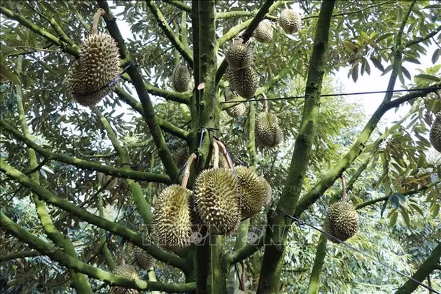 Lâm Đồng: Sản xuất nông nghiệp an toàn gắn với xuất khẩu