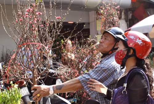 Thị trường hoa Tết Hà Nội: Đa dạng cả chủng loại lẫn giá cả ảnh 1