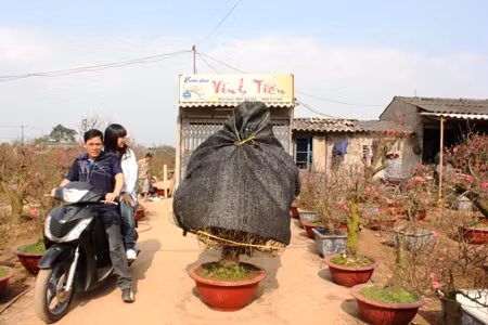Vườn hoa, chợ hoa Hà Nội tràn ngập không khí Tết ảnh 19