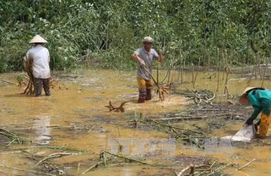 Khắc phục hậu quả mưa lũ, chuẩn bị ứng phó bão Sarika ảnh 1