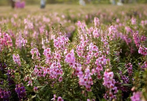 Khám phá thảo nguyên hoa giữa lòng Hà Nội ảnh 3