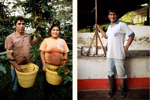 Cà phê Peru và con đường hữu cơ bền vững ảnh 1