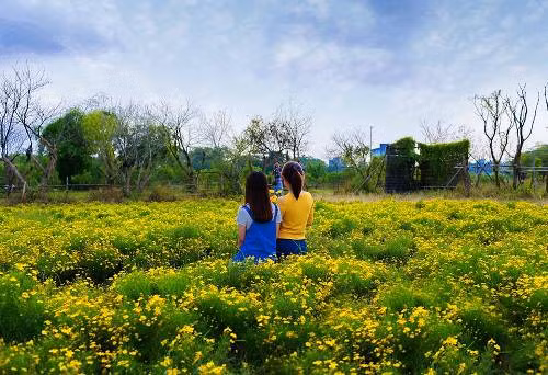 Khám phá thảo nguyên hoa giữa lòng Hà Nội ảnh 5