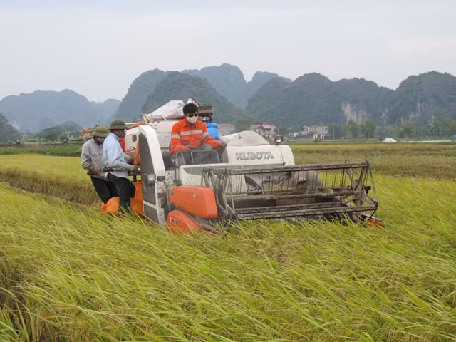 Người dân ven biển Đông Bắc Bộ hối hả chống bão số 7 ảnh 4