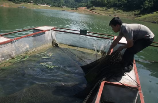 Nuôi cá trên hồ Hòa Bình, nhiều hộ nghèo trở nên khấm khá ảnh 1