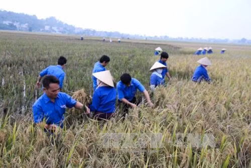 Nông dân gặt lúa chạy đua với bão ảnh 8