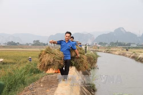 Nông dân gặt lúa chạy đua với bão ảnh 9