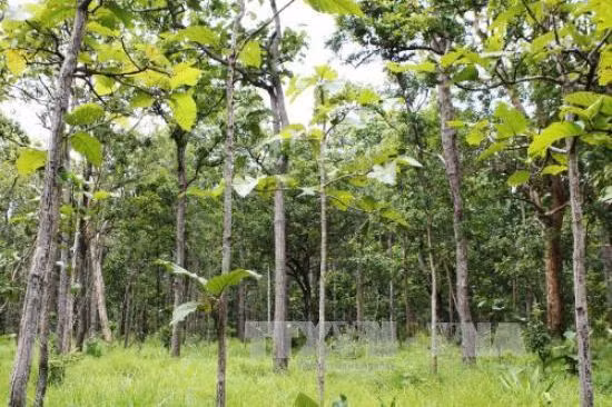 Kiểm lâm Vườn QG Yok Đôn tháo dỡ bẫy thú rừng ảnh 6