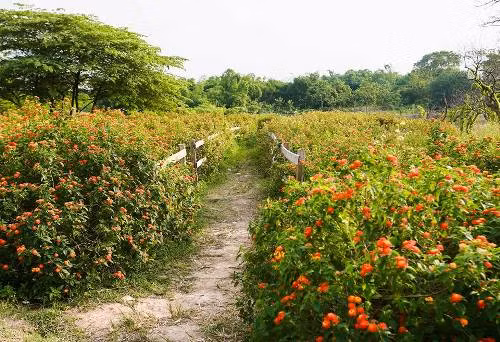 Khám phá thảo nguyên hoa giữa lòng Hà Nội ảnh 6