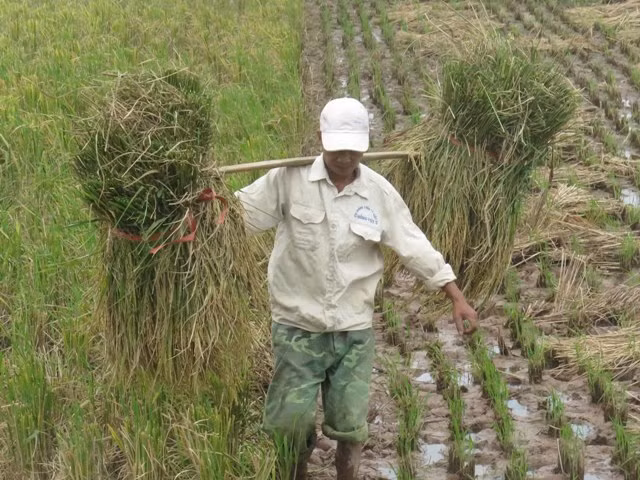 Nông dân gặt lúa chạy đua với bão ảnh 11