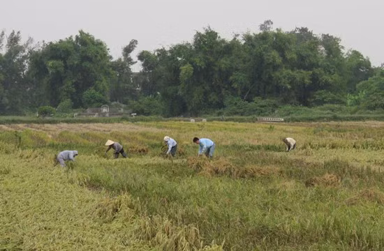 Nông dân gặt lúa chạy đua với bão ảnh 2