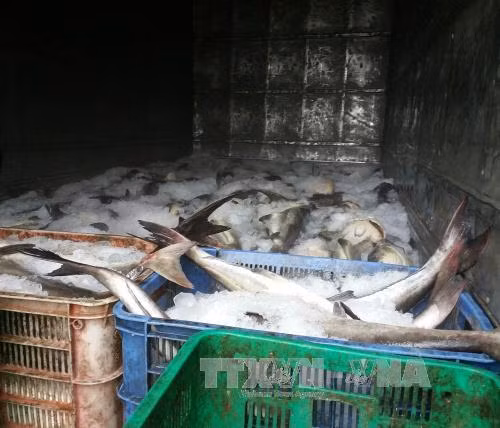 Cá nuôi lồng bè ở Vũng Tàu chết do thiếu oxy ảnh 1