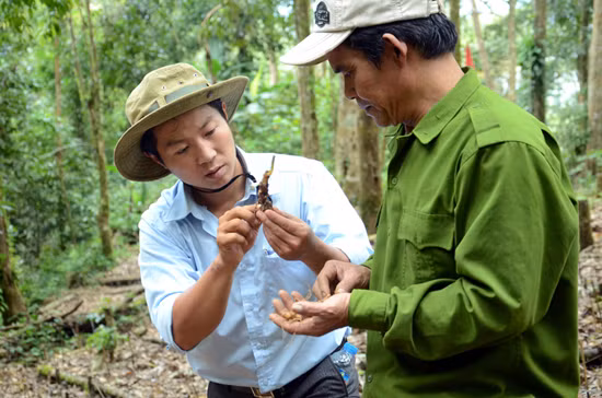 Triệu phú người Xê Đăng dưới chân núi Ngọc Linh ảnh 3