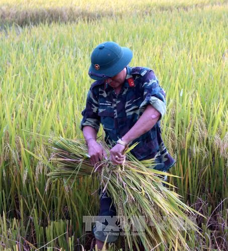 Bão áp sát Quảng Ninh, hàng nghìn bộ đội gặt lúa giúp dân ảnh 2