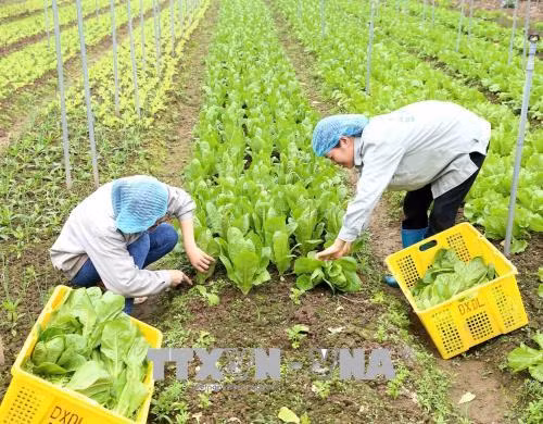 Phát triển nông nghiệp hữu cơ - Xu hướng tất yếu ảnh 1