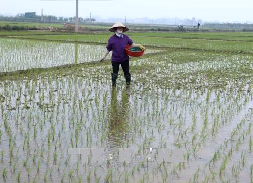 Nông dân khẩn trương xuống đồng gieo cấy vụ Xuân ảnh 3
