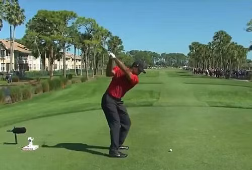 Video Tiger Woods tung cú đánh golf trúng con ngỗng ảnh 1