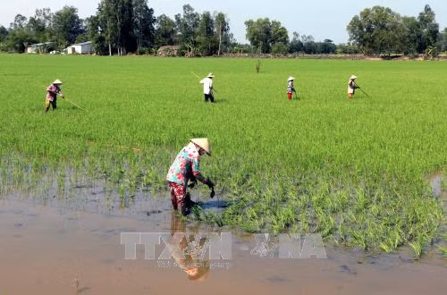Lúa Đông Xuân ở Hậu Giang được thu mua với giá tăng cao ảnh 1