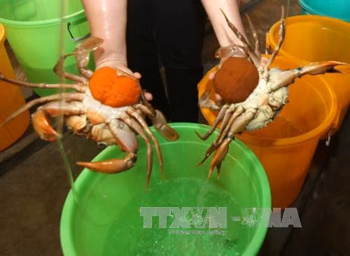 Giá cua biển tăng mạnh ảnh 1