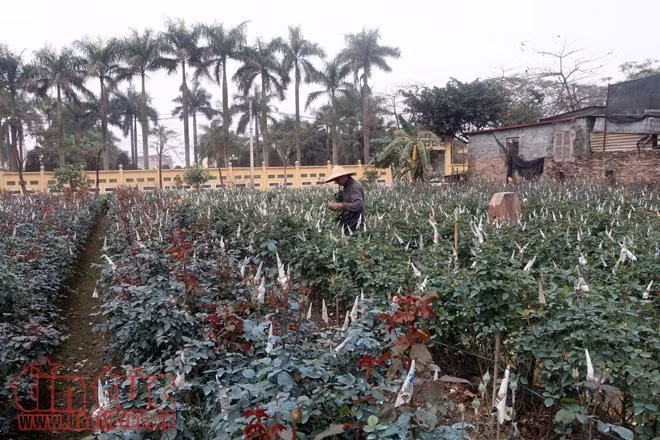 Hoa Tây Tựu rực rỡ, sẵn sàng cho ngày Quốc tế phụ nữ 8/3 ảnh 4
