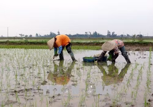 Mùa Xuân trên những cánh đồng ảnh 1