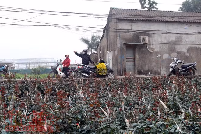 Hoa Tây Tựu rực rỡ, sẵn sàng cho ngày Quốc tế phụ nữ 8/3 ảnh 3