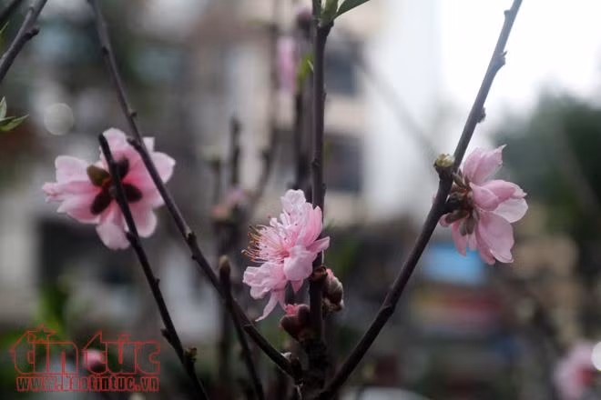 Thú chơi hoa đào sau Tết của người Hà Nội ảnh 2