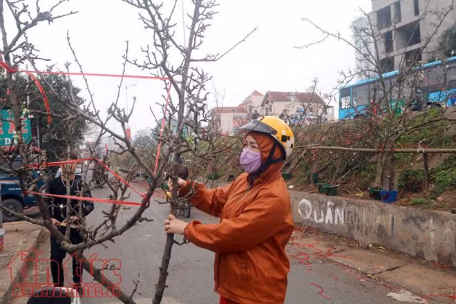 Hoa lê trắng giữa mùa xuân Hà Nội ảnh 9