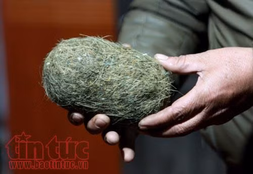 Mổ lợn ăn tết, 2 gia đình ở Thái Bình phát hiện vật nghi là 'cát lợn' ảnh 2