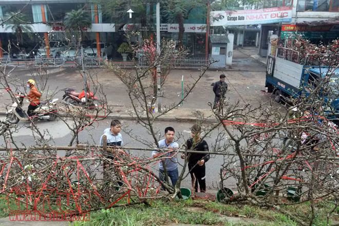 Hoa lê trắng giữa mùa xuân Hà Nội ảnh 1