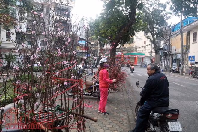 Thú chơi hoa đào sau Tết của người Hà Nội ảnh 1