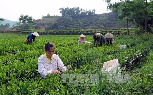 Phát triển nông nghiệp hữu cơ - Bài 3: Từng bước hoàn thiện khâu sản xuất ảnh 2