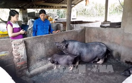 Đề án 500 trí thức trẻ tình nguyện - Bài 1: Giúp thay đổi diện mạo các xã nghèo ảnh 2