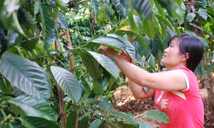 Đắk Lắk 