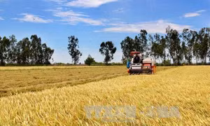 Năng suất lúa năm 2015 đạt kỷ lục 