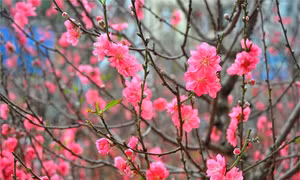 Thú chơi hoa đào Tết