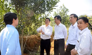Lai Châu tìm đường thoát nghèo từ nông nghiệp