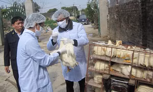 Nhiều dịch bệnh “lăm le” xuất hiện