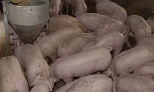 Chất tạo nạc - nỗi ám ảnh của cộng đồng
