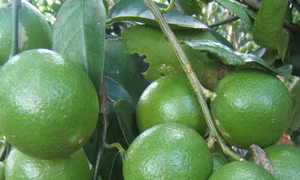 Thu nhập đều nhờ trồng chanh không hạt