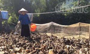 Lai Châu