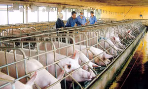 Mong manh như đèn trước gió