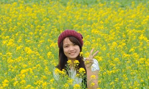“Thủ phủ hoa cải” ven sông Hồng hấp dẫn giới trẻ