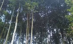 Lào Cai