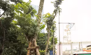 Thay thế cây xanh trên đường Nguyễn Chí Thanh