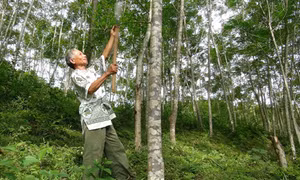 Người tiên phong làm kinh tế rừng ở Mường Lát