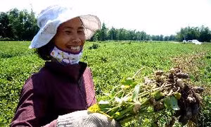 Mùa nhổ lạc