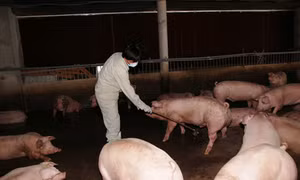 Đưa thực phẩm bẩn ra khỏi bàn ăn
